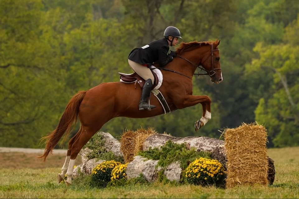 Chance mid-jump over a log and hay bales obstacle, alternate angle