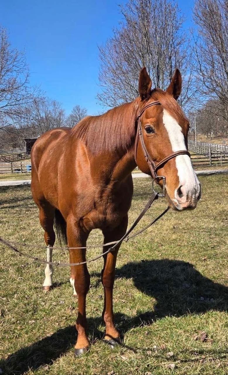 Rabbit, a chestnut Thoroughbred gelding for sale, bridled in a Kentucky paddock
