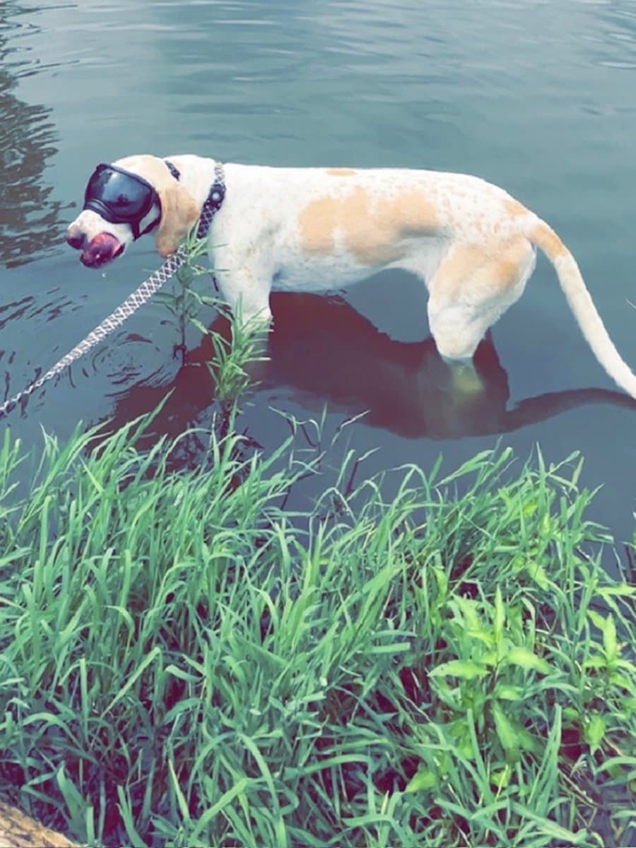 Astro, Mackenzie's retired Fort Leavenworth foxhound, wearing protective dog goggles and standing in a Lexington pond