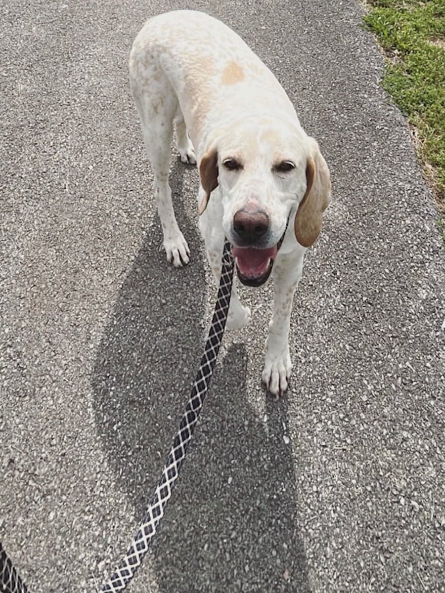 Astro walking on a paved path, looking directly at the camera