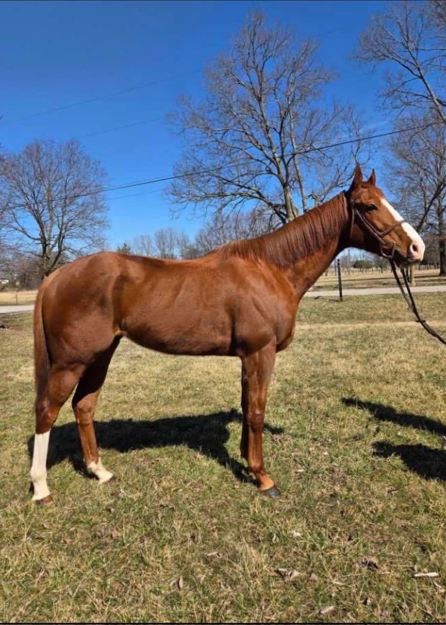Rabbit, a chestnut Thoroughbred gelding for sale, conformation in a Kentucky paddock